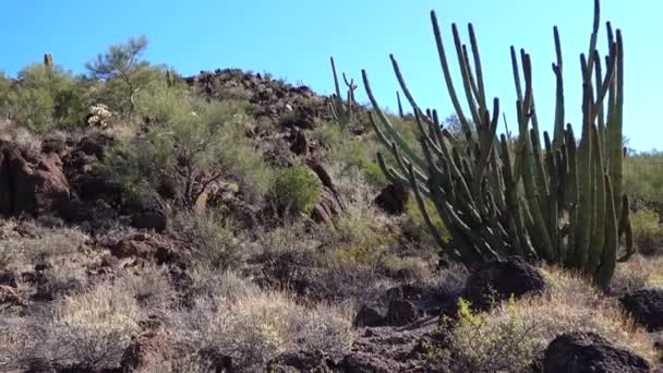 Desert Organ Pipes Cactus Fucereus Thurberi Национальный Памятник Органной Трубе — стоковое видео