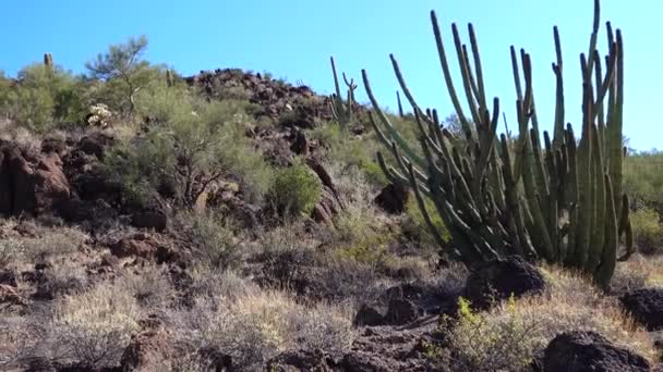 Deserto Órgão Pipes Cactus Stenocereus Thurberi Organ Pipe Cactus National — Vídeo de Stock