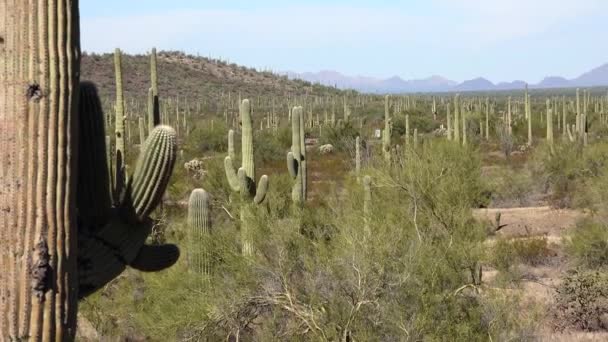 Drei Riesen-Saguaros (Carnegiea gigantea) im Hewitt Canyon bei Phoenix. Orgelpfeife Cactus National Monument, Arizona, USA