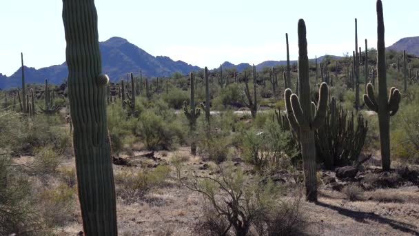 Trzy Olbrzymie Saguaros Carnegiea Gigantea Hewitt Canyon Niedaleko Phoenix Narodowy — Wideo stockowe
