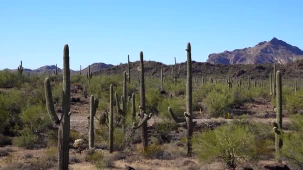 Tres Gigantes Saguaros Carnegiea Gigantea Cañón Hewitt Cerca Phoenix Monumento — Vídeo de stock