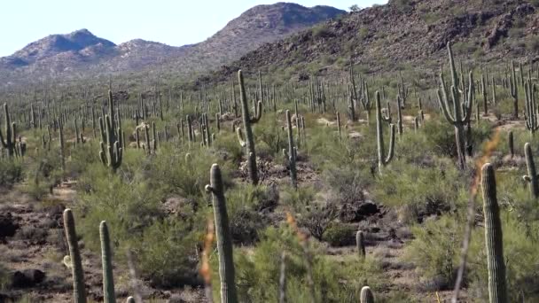 オルガンパイプサボテン国立記念碑でサボテンと一般的な砂漠の風景 オルガンパイプと サガロとオコティージョ植物 アリゾナ州 — ストック動画