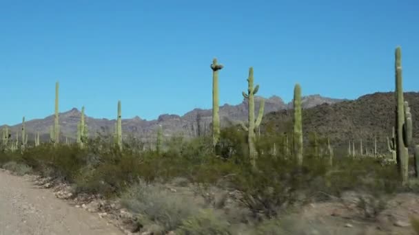 Ajo Mountain Drive Camino Tierra Sin Pavimentar Través Del Monumento — Vídeos de Stock