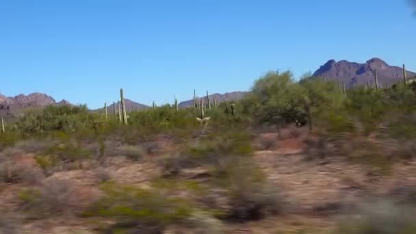 Ajo Mountain Drive Camino Tierra Sin Pavimentar Través Del Monumento — Vídeos de Stock