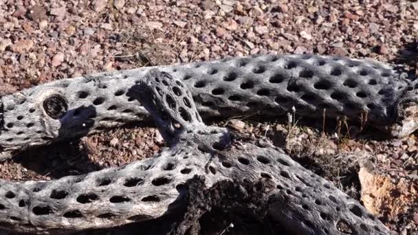 Paisagem Deserto Com Cactos Primeiro Plano Seca Decorre Cáctus Morto — Vídeo de Stock