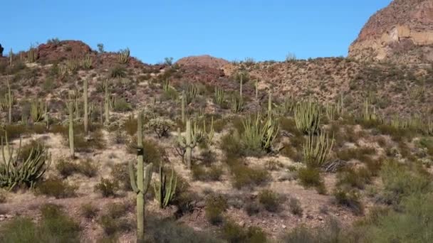 Typická Scenérie Kaktusové Národní Památce Varhanních Trubek Varhanními Trubkami Saguaro — Stock video