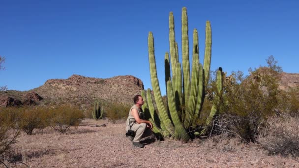 Woestijn Een Reiziger Fotografeert Cactussen Orgelpijpen Cactus Stenocereus Thurberi Organ — Stockvideo