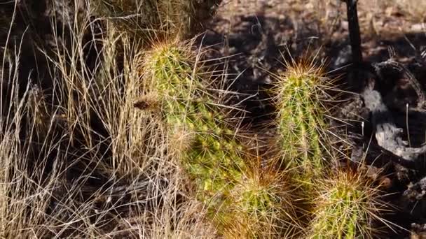 Nichol Hedgehog Cactus Golden Hedgehog Cactus Echinocereus Nicholii Arizona Eua — Vídeo de Stock