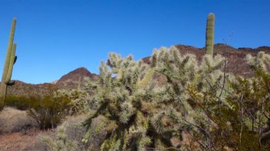 Kaktüslü çöl manzarası, ön planda bir Kaktüs Cylindropuntia suyu. Arizona, ABD 'deki bir Organ Borusu Kaktüs Ulusal Anıtı' nda