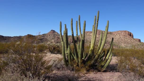 Sivatag Organ Pipes Cactus Stenocereus Thurberi Organ Pipe Cactus National — Stock videók