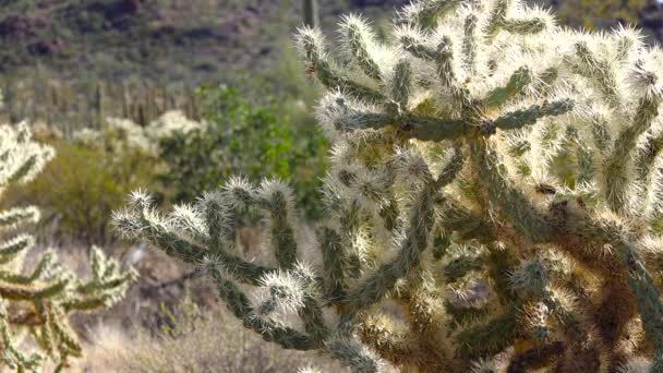 サボテンと砂漠の風景は 前景にサボテンのCylindropuntia 米国アリゾナ州のオルガンパイプサボテン国立記念碑で — ストック動画