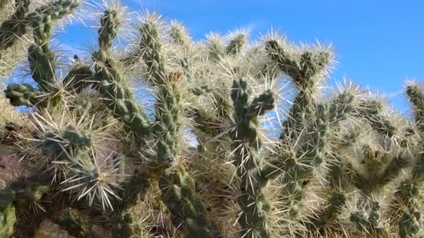 Paisaje Desértico Con Cactus Primer Plano Cactus Cylindropuntia Monumento Nacional — Vídeos de Stock