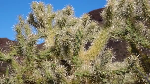 Kaktüslü Çöl Manzarası Planda Bir Kaktüs Cylindropuntia Suyu Arizona Abd — Stok video