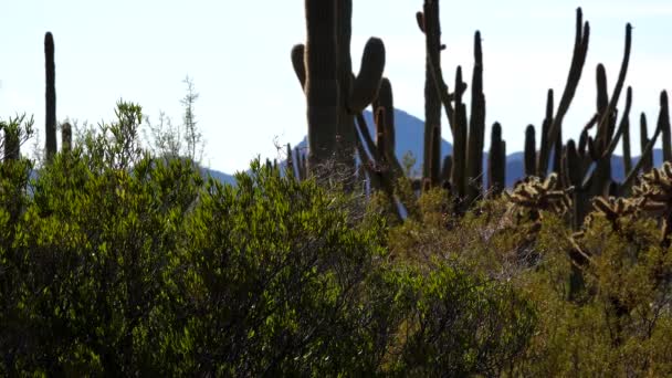 Typisch Landschap Orgel Pipe Cactus National Monument Met Orgelpijpen Saguaro — Stockvideo