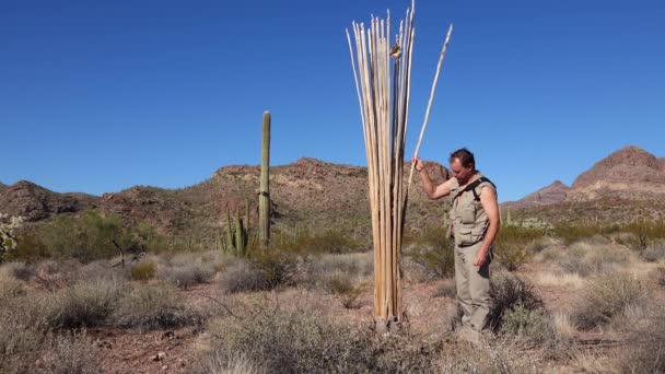 Suché Zbytky Stonku Mrtvého Kaktusu Giant Saguaros Carnegiea Gigantea Organ — Stock video