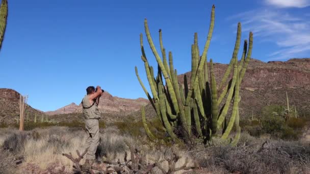 Deserto Viaggiatore Fotografa Cactus Organo Pipes Cactus Stenocereus Thurberi Organ — Video Stock