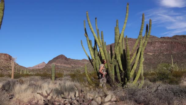 Öken Resenär Fotograferar Kaktusorgeln Pipes Cactus Stenocereus Thurberi Orgel Pipe — Stockvideo