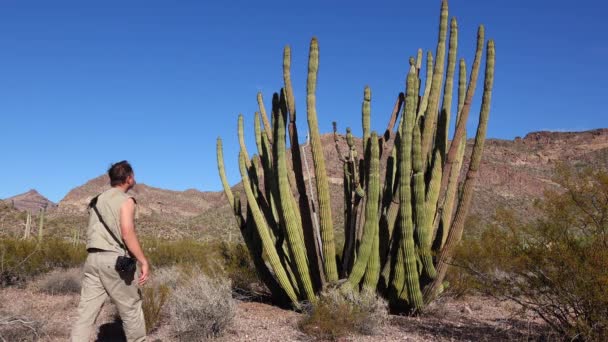 Desert Traveler Photographs Cacti Organ Pipes Cactus Stenocereus Thurberi Monumento — Vídeos de Stock