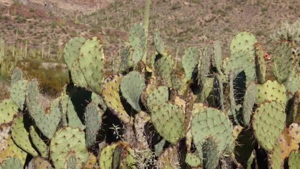 アメリカ アリゾナ州 サガロ国立公園 サガロ サボテン Opuntia — ストック動画