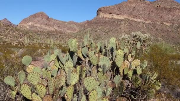 Dikenli Armut Kaktüsü Opuntia Saguaro Ulusal Parkı Arizona Abd — Stok video