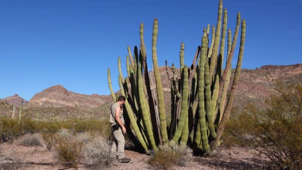 Woestijn Een Reiziger Fotografeert Cactussen Orgelpijpen Cactus Stenocereus Thurberi Organ — Stockvideo