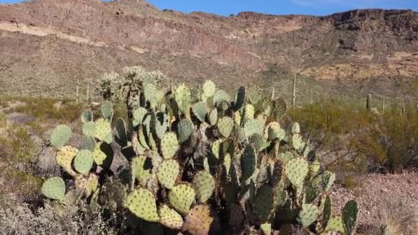 Prickly Päron Kaktus Opuntia Saguaro National Park Arizona Usa — Stockvideo