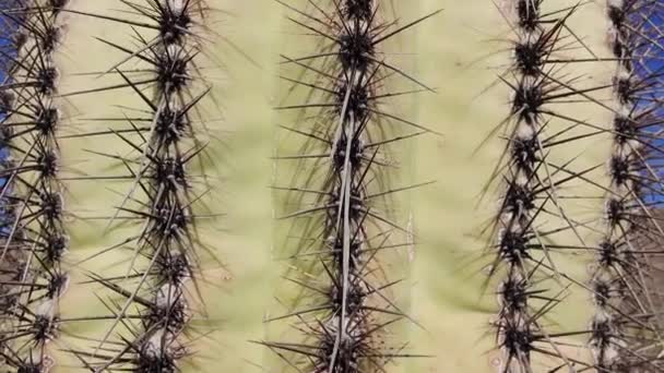 Tres Gigantes Saguaros Carnegiea Gigantea Cañón Hewitt Cerca Phoenix Monumento — Vídeos de Stock