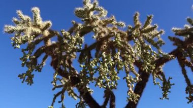 Kaktüslü çöl manzarası, ön planda kaktüs tohumlu meyveler, sillindropuntia sp. Arizona, ABD 'deki Organ Borusu Kaktüs Ulusal Anıtı' nda.