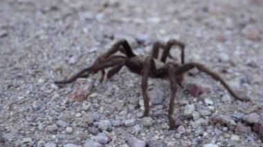 Arizona Sarışın Tarantula (Aphonopelma chalcode) yerde koşan olgun erkek. Arizona, ABD