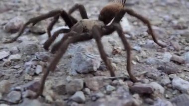 Arizona Sarışın Tarantula (Aphonopelma chalcode) yerde koşan olgun erkek. Arizona, ABD