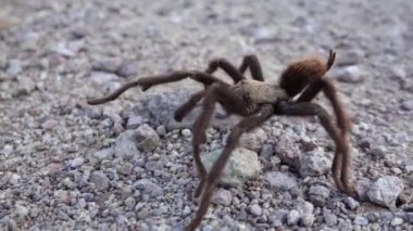 Arizona Sarışın Tarantula (Aphonopelma chalcode) yerde koşan olgun erkek. Arizona, ABD