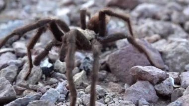 Arizona Sarışın Tarantula (Aphonopelma chalcode) yerde koşan olgun erkek. Arizona, ABD