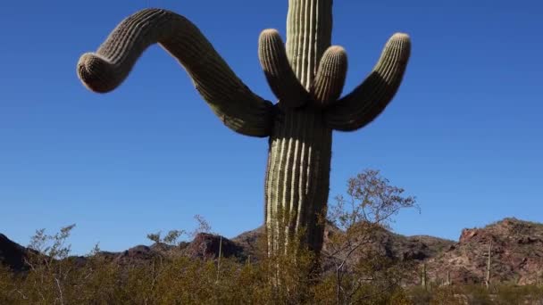 Tres Gigantes Saguaros Carnegiea Gigantea Cañón Hewitt Cerca Phoenix Monumento — Vídeo de stock