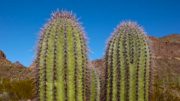 Τρεις Γιγάντιοι Saguaros Carnegiea Gigantea Στο Φαράγγι Hewitt Κοντά Στο — Αρχείο Βίντεο