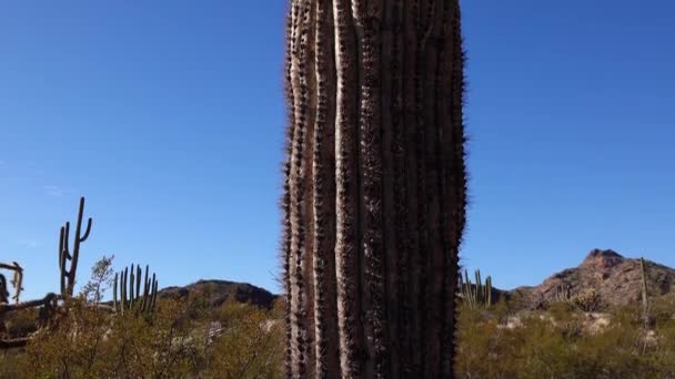 Tres Gigantes Saguaros Carnegiea Gigantea Cañón Hewitt Cerca Phoenix Monumento — Vídeo de stock