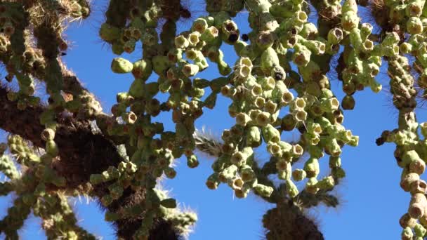 Kaktüslü Çöl Manzarası Planda Kaktüs Tohumlu Meyveler Sillindropuntia Arizona Abd — Stok video