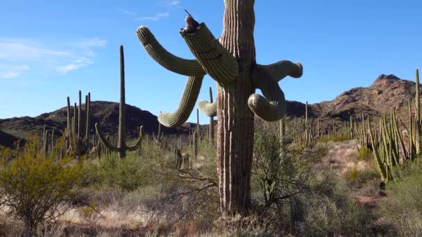 Τυπικό Τοπίο Της Ερήμου Κάκτους Στο Organ Pipe Cactus Εθνικό — Αρχείο Βίντεο