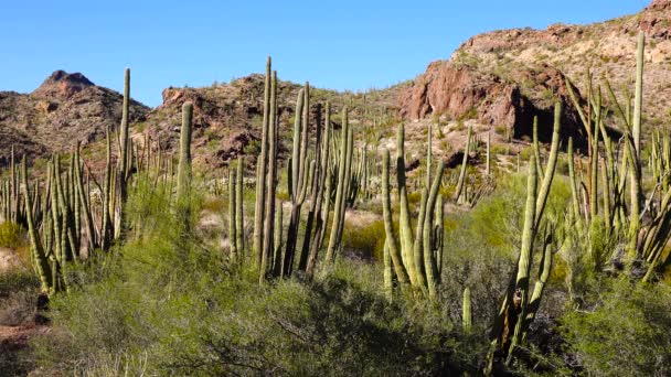 Paisaje Típico Del Desierto Con Cactus Monumento Nacional Organ Pipe — Vídeo de stock