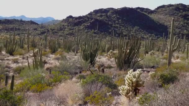典型的沙漠景观与仙人掌在风琴管仙人掌国家纪念碑 与风琴管 Saguaro和Ocotillo植物 亚利桑那州 — 图库视频影像