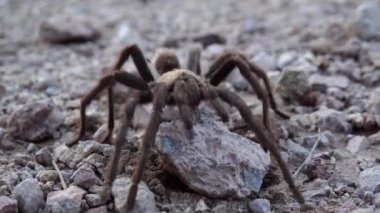 Arizona Sarışın Tarantula (Aphonopelma chalcode) yerde koşan olgun erkek. Arizona, ABD