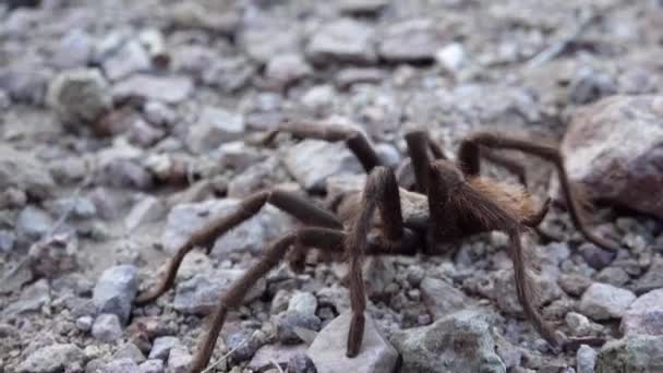 Arizona Tarântula Loira Aphonopelma Chalcodes Macho Maduro Correndo Chão Arizona — Vídeo de Stock