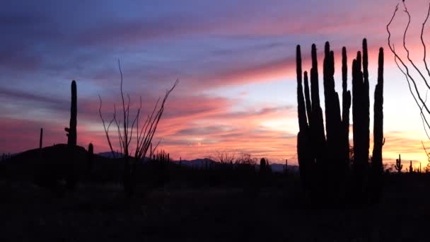 Três Saguaros Gigantes Carnegiea Gigantea Contra Fundo Nuvens Vermelhas Noite — Vídeo de Stock