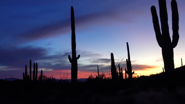 夕暮れ時の赤い雲を背景に 3つの巨大なサガロス カーネギー ギガンティー オルガンパイプサボテン国立記念碑 アリゾナ州 アメリカ — ストック動画