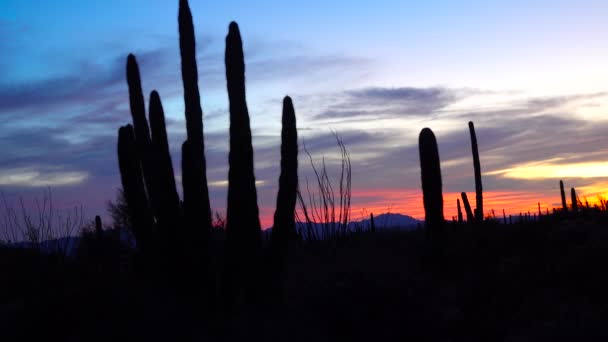 Tre Gigantiska Saguaros Carnegiea Gigantea Mot Bakgrund Röda Moln Kvällen — Stockvideo