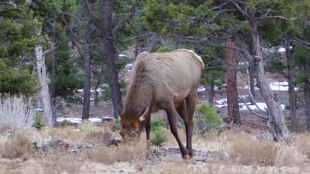 Le gros cerf sans cornes mange de l'herbe sèche dans la région du Grand Canyon, en Arizona États-Unis