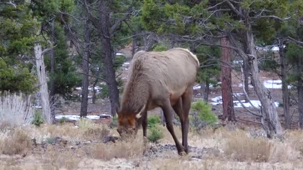 Hornless Μεγάλο Ελάφι Τρώει Ξηρό Γρασίδι Στην Περιοχή Grand Canyon — Αρχείο Βίντεο