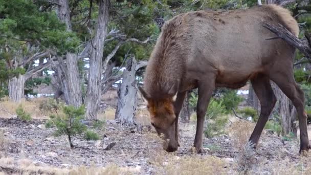 Gros Cerf Sans Cornes Mange Herbe Sèche Dans Région Grand — Video