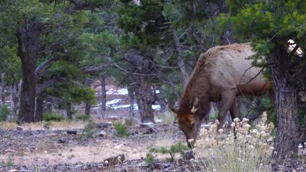 Gros Cerf Sans Cornes Mange Herbe Sèche Dans Région Grand — Video