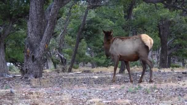 アリゾナ州グランドキャニオン地域の乾燥した草を食べる角のない大きな鹿米国 — ストック動画