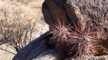 Batı ve Güneybatı ABD 'den Cacti. Arizona claret-cup kaktüsü, Arizona kirpi kaktüsü (Echinocereus arizonicus). Arizona